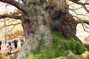Chatsworth veteran tree.jpg - Value in Trees
